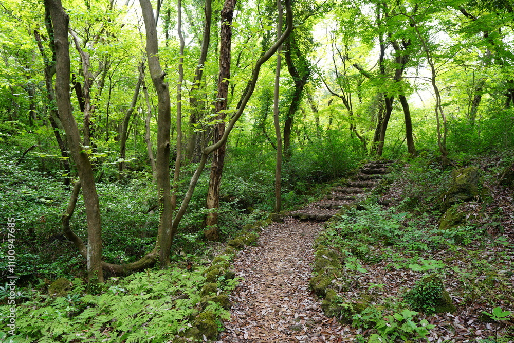 Fototapeta premium refreshing spring forest and fine path
