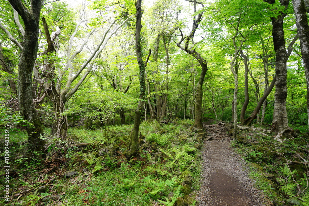 Fototapeta premium refreshing spring forest and fine path