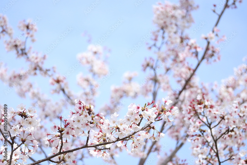 Fototapeta premium 桜 花 満開 春