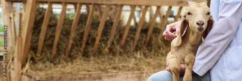 Banner of little purebred goat on knees of young female veterinarian in lab coat checking animal with stethoscope in the farm yard photo