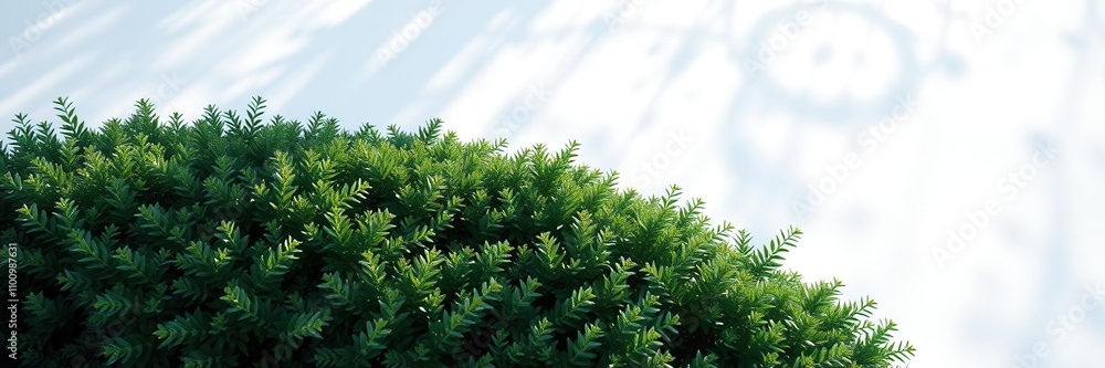 Dense cluster of emerald green shrubs amidst a snowy white backdrop with sunlight casting dappled shadows on the foliage, foliage, dappled light Dense cluster of emerald green shrubs amidst a snowy white backdrop with sunlight casting dappled shadows on the foliage, foliage, dappled light
