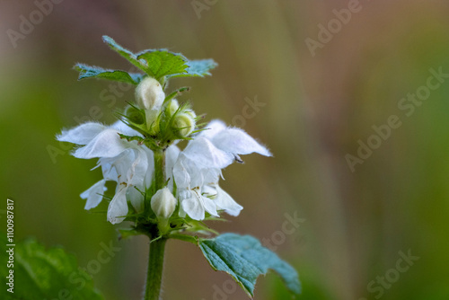 White dead-nettle Lamium album weed blooming