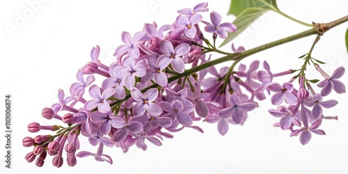 Wallpaper Mural Individual lilac flowers suspended individually on a plain white background, solitary flower, isolated bloom, solo flower placement, individual blooms, elegant beauty Torontodigital.ca