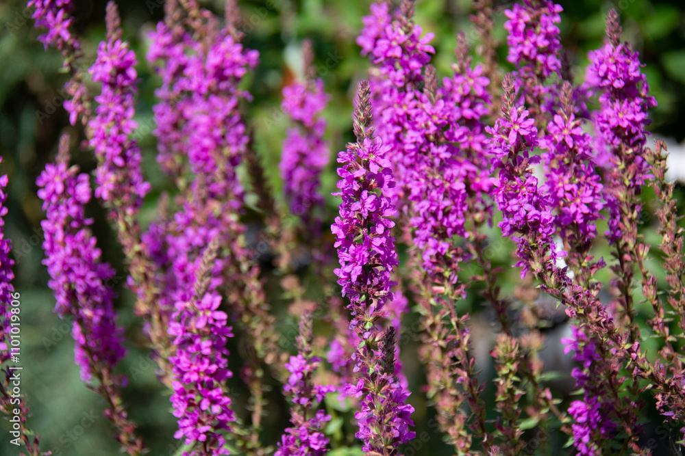 Naklejka premium Beautiful pink flowers in the garden in summer