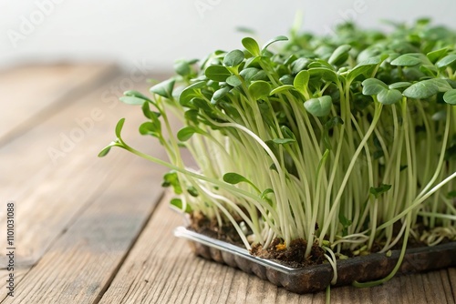 Close-up of fresh field-grown cucumber greens sprouts on a wooden table, leafy greens, greenery, field grown cucumber greens, organic sprouts photo