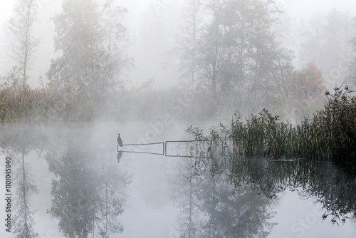 Fototapeta Naklejka Na Ścianę i Meble -  Ptak odpoczywający w porannej mgle 2024