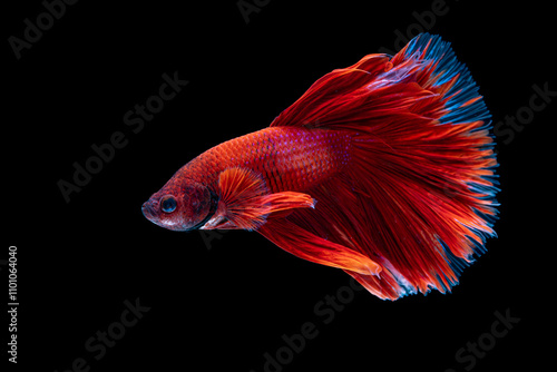 Red siamese fighting fish , Betta splendent fish, Colurful fish. The motion of fish. Isotalted on black background.