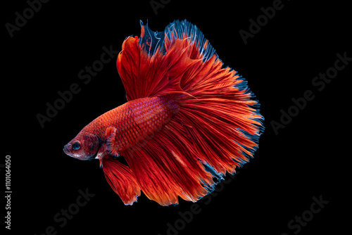 Red siamese fighting fish , Betta splendent fish, Colurful fish. The motion of fish. Isotalted on black background.