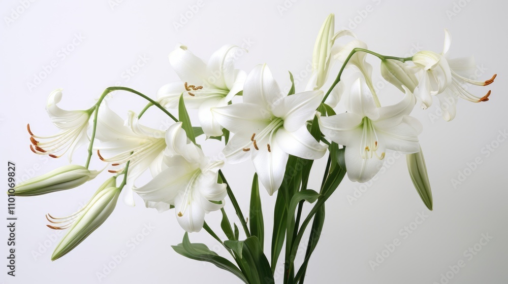 Obraz premium Crinum moorei white lily blossoms elegantly arranged on a minimalistic white backdrop showcasing natural beauty and freshness