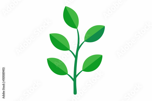 green plant isolated on white background