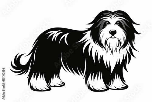 Bearded Collie vector silhouette  white background