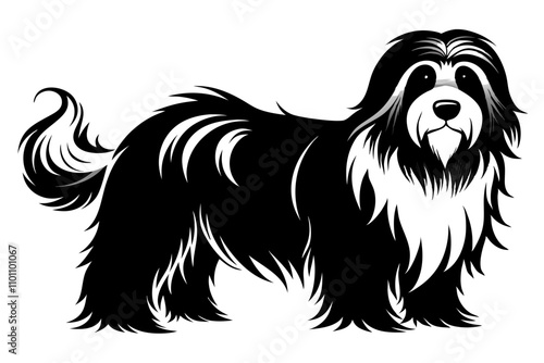 Bearded Collie vector silhouette  white background