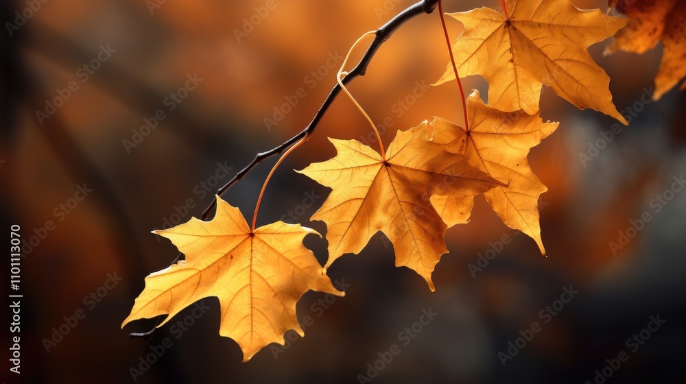 Fototapeta premium Autumn beauty of golden maple leaves on a branch with blurred warm background showcasing seasonal change in nature.
