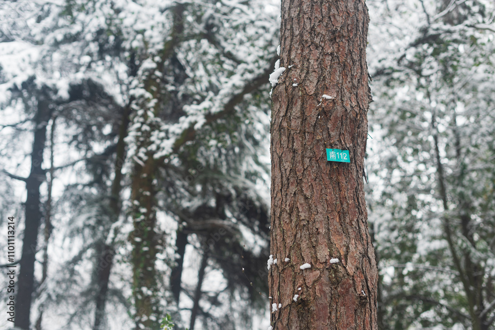 Fototapeta premium tree in the forest