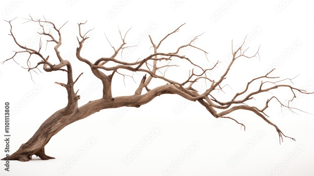 Fototapeta premium Barren tree silhouette on a clean white background showcasing intricate branches and natural beauty