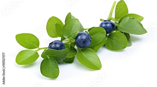 Fresh blueberry branch with vibrant green leaves and ripe berries isolated on a clean white background for culinary and natural concepts.