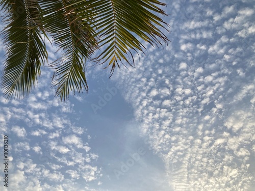 green leaves of coconut tree with white clouds gather into fluffy form on bright blue sky as a backdrop, feeling relax