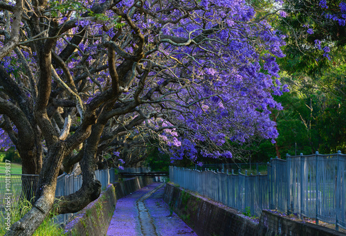 Photography The photo was taken on the streets of Sydney, featuring blooming jacarandas
