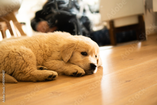 Golden Retriever Puppy male