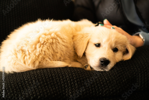 Golden Retriever Puppy male
