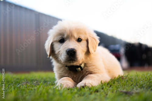 Golden Retriever Puppy male