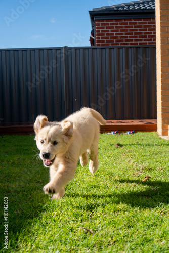 Golden Retriever Puppy male