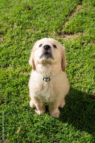 Golden Retriever Puppy male