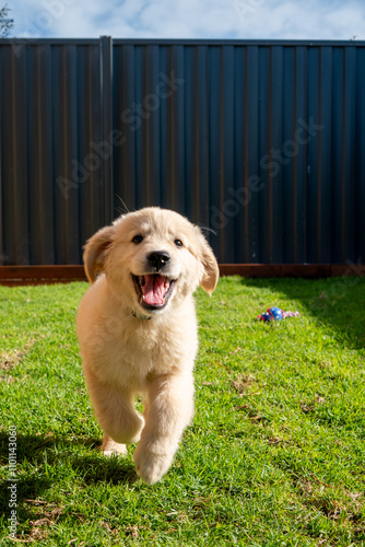 Golden Retriever Puppy male
