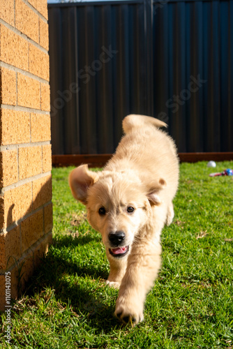 Golden Retriever Puppy male