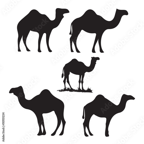 Set of black camels silhouettes on white background illustration