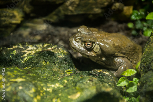 Fotografi young goliath frog, conraua goliath, frog, amphibian, animal, pond, toad, eye, s