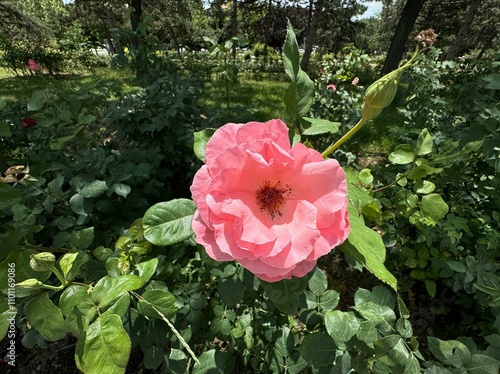 Pink damask rose flower in nature garden. Rosa damascena, Damascus rose or sometimes known as Persian, Bulgarian, Taif, Isfahan or Castilian rose, is a hybrid of Rosa gallica and Rosa moschata roses.
 photo