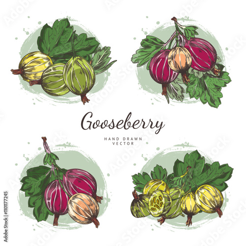 Vector set gooseberry twigs with ripe berries and beautiful leaves hand-drawn on a white background.