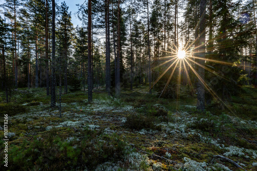 Sunshine pine forest in late november.Wild woods nature. photo