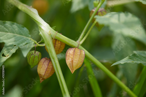 lose-up of cape gooseberry or goldenberry fruits (Physalis peruviana)