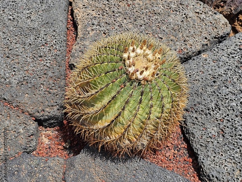 Un cactus Echinocactus grusonii, aussi connu sous le nom de 