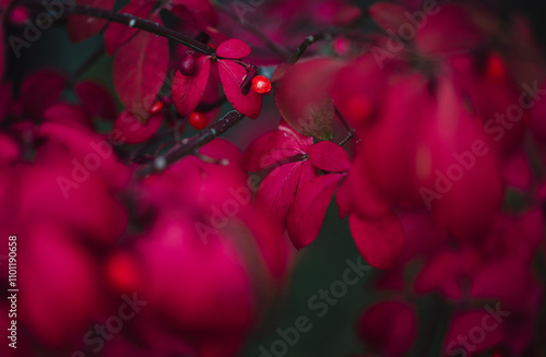 Close up of red leaves on burning bush euonymus shrub in autumn. photo