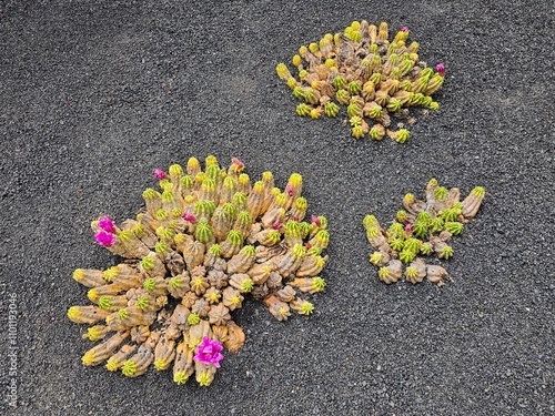 Trois touffes de cactus Echinopsis chamaecereus, aux segments tubulaires parsemés de petites épines, présentent des touches de jaune vif et des fleurs roses éclatantes, posées sur un sol volcanique photo