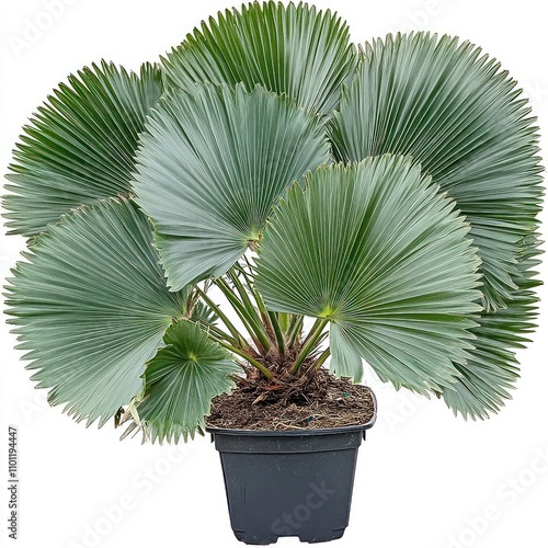 A potted Mediterranean fan palm with large leaves photo