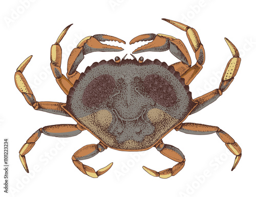 Obraz na plátně Dungeness Crab hand drawn vector illustration