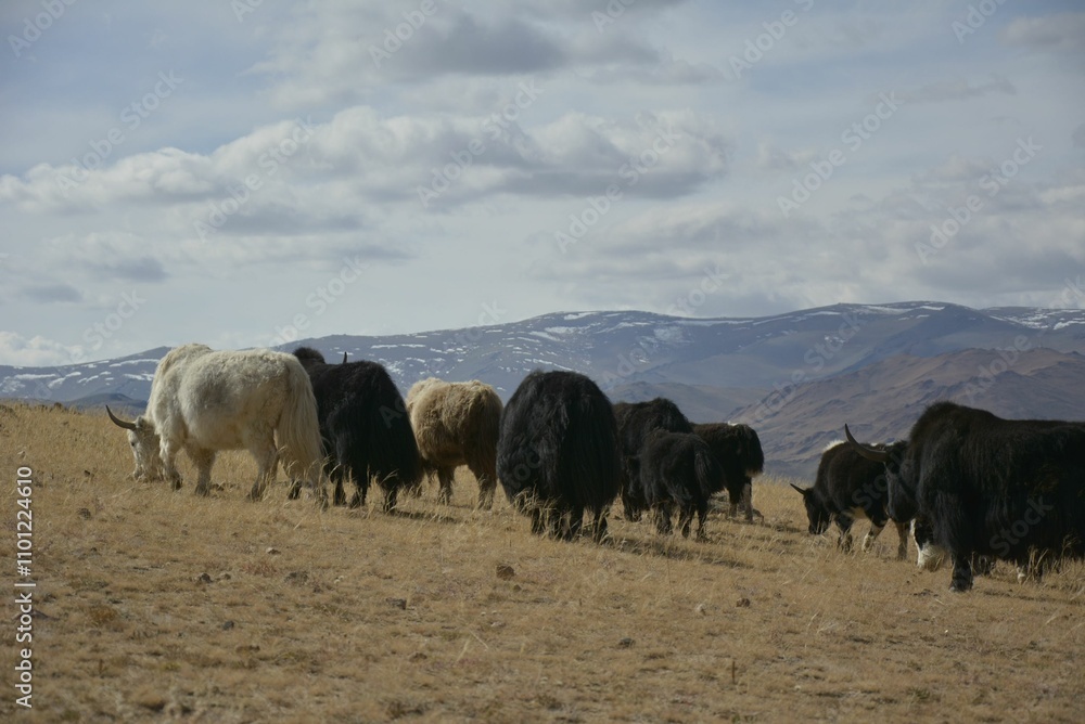 Fototapeta premium A close-up of the yaks