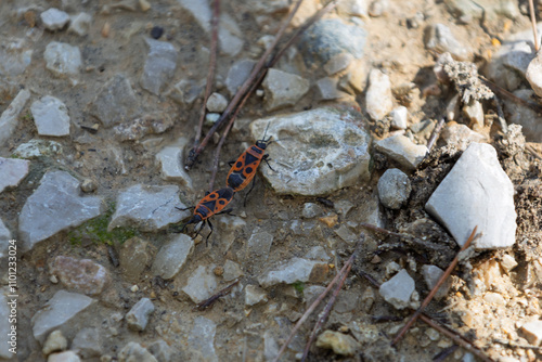  Dos chinches de fuego (Pyrrhocoris apterus) en el suelo, rodeados de agujas de pino y piedras. Destacan por su llamativo color rojo y negro. Ideal para proyectos de naturaleza y macrofotografía. photo