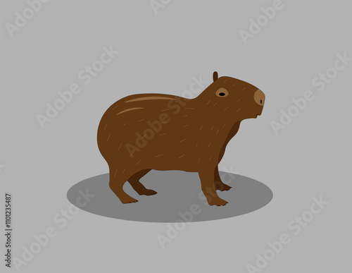 The capybara stands on a gray background