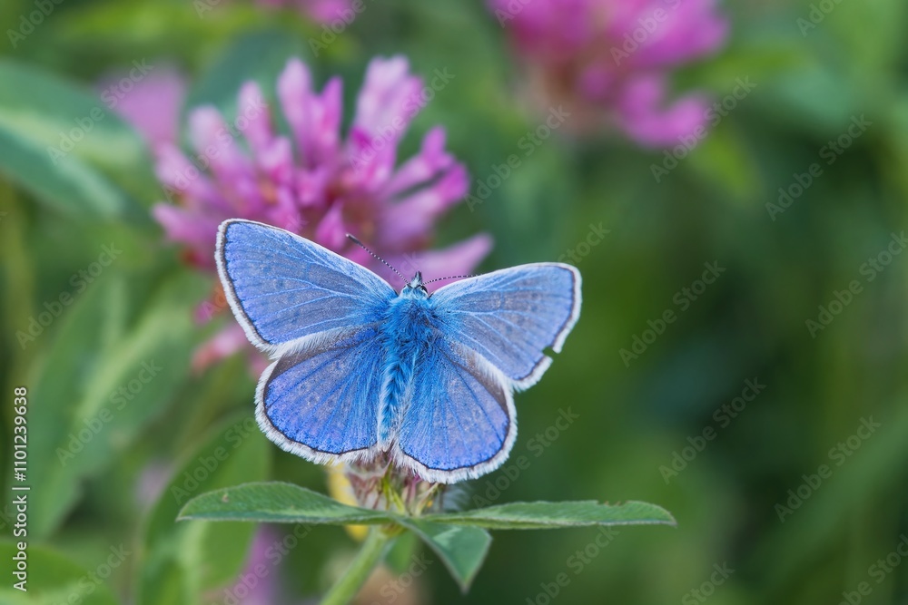 Common blue butterfly sits on a pink flower with green background. Polyommatus icarus Common blue butterfly sits on a pink flower with green background. Polyommatus icarus