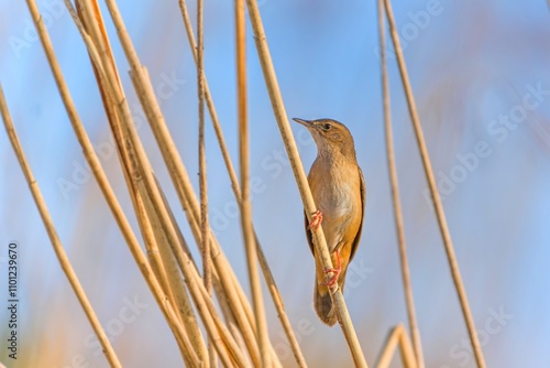 A Savi's warbler sits on a reed stalk. Song bird in the nature habitat. Locustella luscinioides. photo