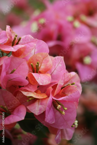 Wallpaper Mural Flower feature, Bougainvillea, spectabilis, rose Torontodigital.ca