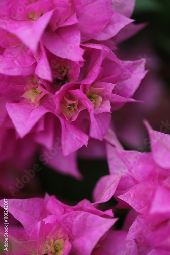 Flower feature, Bougainvillea, spectabilis, rose