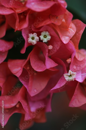 Flower feature, Bougainvillea, spectabilis, rose