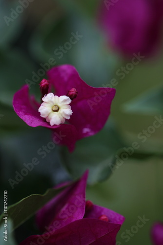 Flower feature, Bougainvillea, spectabilis, rose