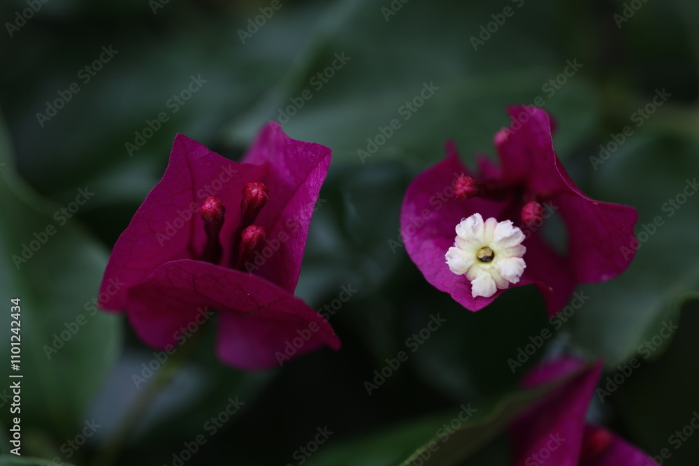 Obraz premium Flower feature, Bougainvillea, spectabilis, rose